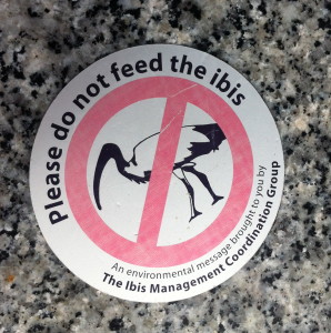 Do Not Feed the Ibis: an Environmental Message Brought to you By the Ibis Management Coordination Group